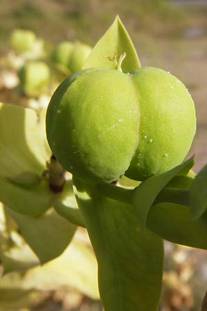 Euphorbia lathyris \ Kreuzblttrige Wolfsmilch / Caper Spurge, D Heidelberg 31.7.2012