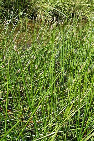 Eleocharis palustris subsp. vulgaris ? \ Grofrchtige Gewhnliche Sumpfbinse / Common Spike Rush, D Groß-Gerau 4.7.2013
