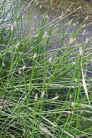 Eleocharis palustris subsp. vulgaris ? \ Grofrchtige Gewhnliche Sumpfbinse / Common Spike Rush, D Groß-Gerau 4.7.2013