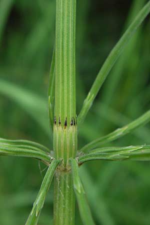 Equisetum x dycei \ Dyces Schachtelhalm / Dyce's Hybrid Horsetail, D Odenwald, Airlenbach 26.7.2013