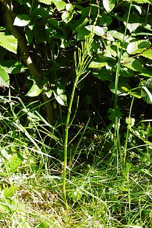 Equisetum x litorale \ Ufer-Schachtelhalm / Hybrid Horsetail, D Odenwald, Reichelsheim 5.6.2014