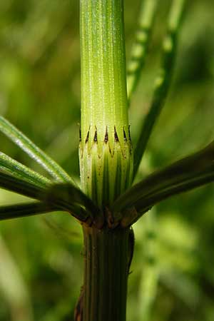 Equisetum x litorale \ Ufer-Schachtelhalm / Hybrid Horsetail, D Odenwald, Reichelsheim 5.6.2014