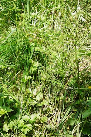 Equisetum x litorale \ Ufer-Schachtelhalm / Hybrid Horsetail, D Odenwald, Reichelsheim 5.6.2014