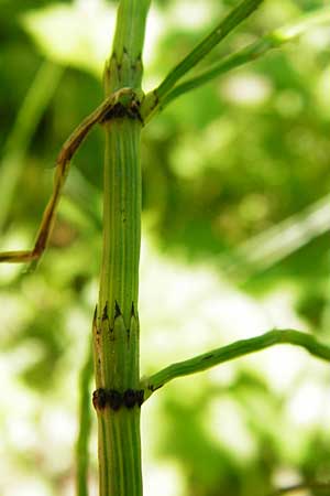 Equisetum x litorale \ Ufer-Schachtelhalm / Hybrid Horsetail, D Odenwald, Reichelsheim 5.6.2014