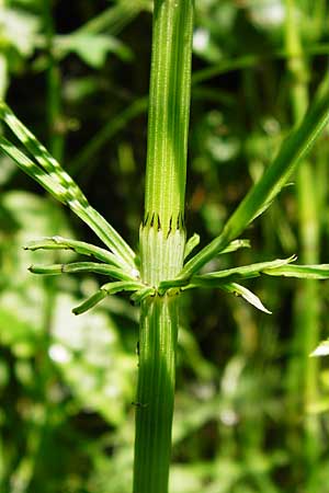 Equisetum x litorale \ Ufer-Schachtelhalm / Hybrid Horsetail, D Odenwald, Reichelsheim 5.6.2014