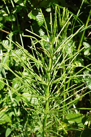 Equisetum x litorale \ Ufer-Schachtelhalm / Hybrid Horsetail, D Odenwald, Reichelsheim 5.6.2014