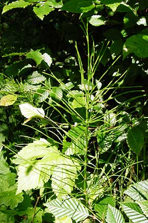 Equisetum x litorale \ Ufer-Schachtelhalm / Hybrid Horsetail, D Odenwald, Reichelsheim 5.6.2014