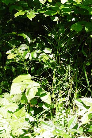 Equisetum x litorale \ Ufer-Schachtelhalm / Hybrid Horsetail, D Odenwald, Reichelsheim 5.6.2014