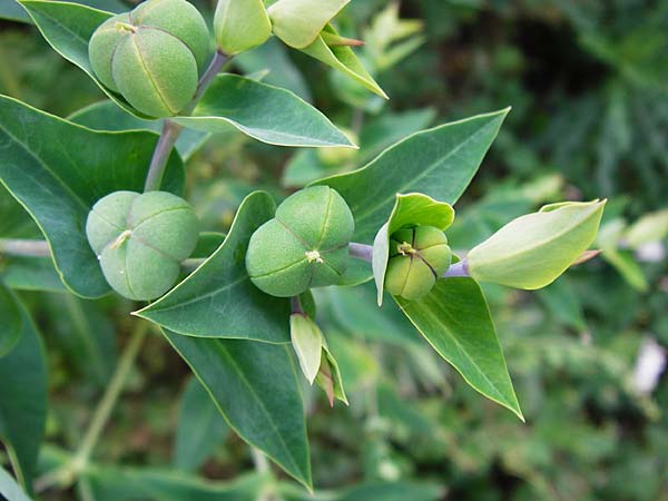 Euphorbia lathyris \ Kreuzblttrige Wolfsmilch / Caper Spurge, D Gimbsheim 1.7.2014