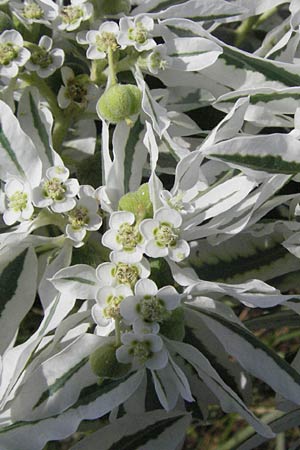 Euphorbia marginata \ Wei&szlig;rand-Wolfsmilch, Schnee auf dem Berge / Variegated Spurge, White-Margined Spurge, D Mannheim 17.8.2007