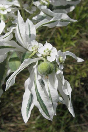 Euphorbia marginata \ Wei&szlig;rand-Wolfsmilch, Schnee auf dem Berge / Variegated Spurge, White-Margined Spurge, D Mannheim 17.8.2007