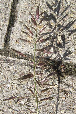 Eragrostis minor \ Kleines Liebesgras / Love Grass, D Karlsruhe 23.7.2011