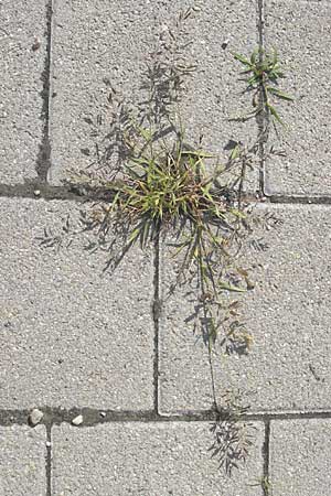 Eragrostis minor \ Kleines Liebesgras / Love Grass, D Karlsruhe 23.7.2011