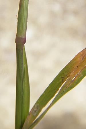 Eragrostis minor \ Kleines Liebesgras / Love Grass, D Karlsruhe 23.7.2011