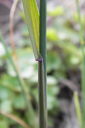 Poa compressa \ Flaches Rispengras, Plattes Rispengras / Flattened Meadow Grass, D Ludwigshafen 4.7.2012