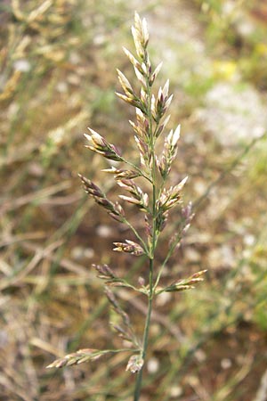 Poa compressa \ Flaches Rispengras, Plattes Rispengras / Flattened Meadow Grass, D Ludwigshafen 4.7.2012