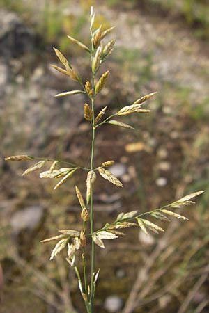 Poa compressa \ Flaches Rispengras, Plattes Rispengras / Flattened Meadow Grass, D Ludwigshafen 4.7.2012