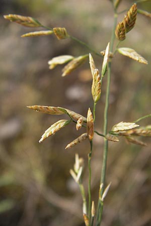 Poa compressa \ Flaches Rispengras, Plattes Rispengras / Flattened Meadow Grass, D Ludwigshafen 4.7.2012