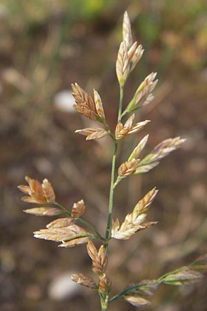 Poa compressa \ Flaches Rispengras, Plattes Rispengras / Flattened Meadow Grass, D Ludwigshafen 4.7.2012