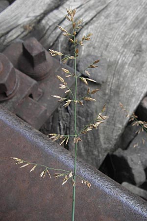 Poa compressa \ Flaches Rispengras, Plattes Rispengras / Flattened Meadow Grass, D Ludwigshafen 4.7.2012