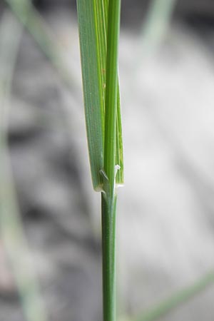 Poa compressa \ Flaches Rispengras, Plattes Rispengras / Flattened Meadow Grass, D Ludwigshafen 4.7.2012