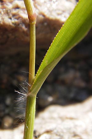 Eragrostis minor \ Kleines Liebesgras / Love Grass, D Darmstadt 1.8.2012