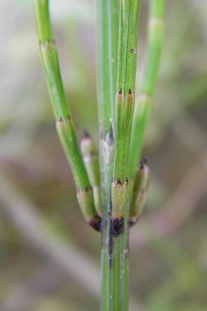 Equisetum x meridionale \ S�dlicher Schachtelhalm, D Philippsburg 26.6.2013