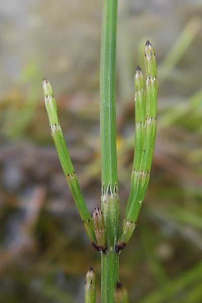 Equisetum x meridionale \ S�dlicher Schachtelhalm, D Philippsburg 26.6.2013