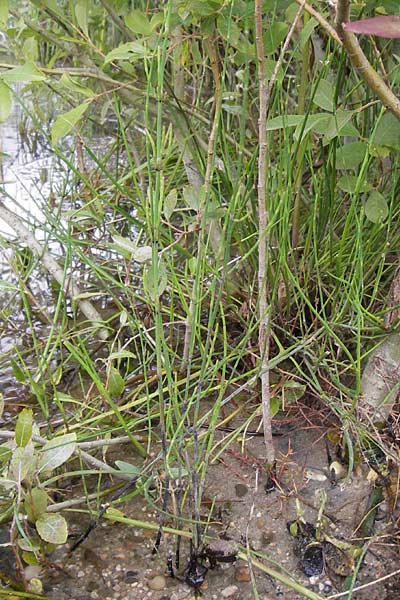 Equisetum x meridionale \ S�dlicher Schachtelhalm, D Philippsburg 26.6.2013