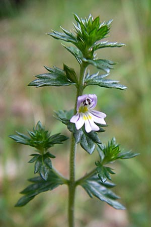 Euphrasia micrantha \ Schlanker Augentrost / Slender Heath Eyebright, D Gelnhausen 13.7.2013