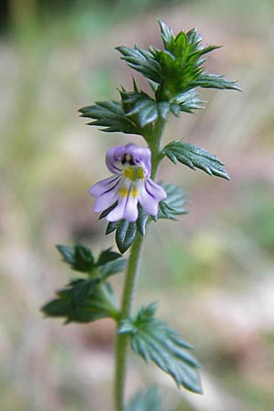 Euphrasia micrantha \ Schlanker Augentrost / Slender Heath Eyebright, D Gelnhausen 13.7.2013