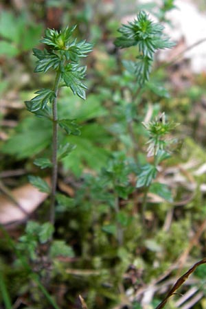 Euphrasia micrantha \ Schlanker Augentrost / Slender Heath Eyebright, D Gelnhausen 13.7.2013