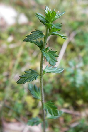 Euphrasia micrantha \ Schlanker Augentrost / Slender Heath Eyebright, D Gelnhausen 13.7.2013