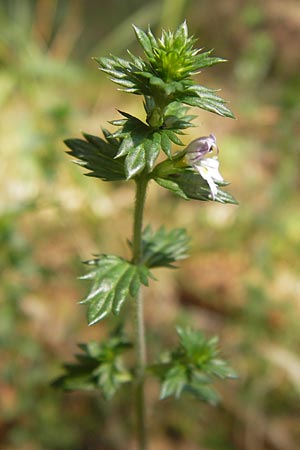 Euphrasia micrantha \ Schlanker Augentrost / Slender Heath Eyebright, D Gelnhausen 13.7.2013