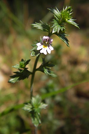 Euphrasia micrantha \ Schlanker Augentrost / Slender Heath Eyebright, D Gelnhausen 13.7.2013
