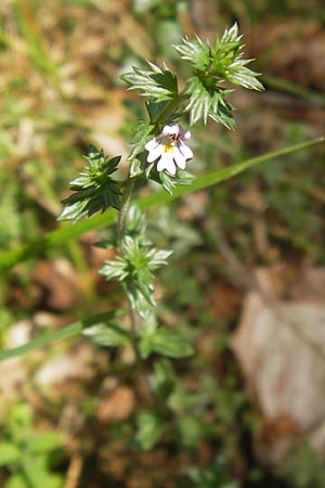 Euphrasia micrantha \ Schlanker Augentrost / Slender Heath Eyebright, D Gelnhausen 13.7.2013