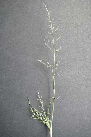 Eragrostis multicaulis \ Vielst&auml;ngeliges Liebesgras, Japanisches Liebesgras / Japanese Love Grass, D Mannheim 15.9.2013