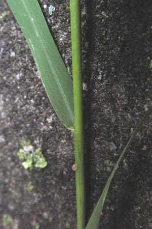 Eragrostis multicaulis \ Vielst&auml;ngeliges Liebesgras, Japanisches Liebesgras / Japanese Love Grass, D Mannheim 16.9.2013