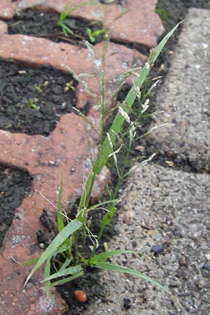 Eragrostis multicaulis \ Vielst&auml;ngeliges Liebesgras, Japanisches Liebesgras / Japanese Love Grass, D Mannheim 16.9.2013