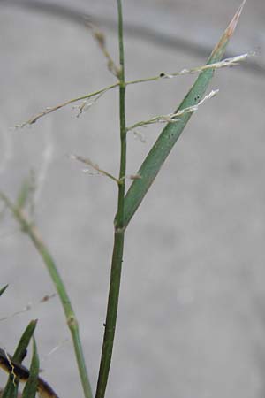 Eragrostis multicaulis \ Vielst&auml;ngeliges Liebesgras, Japanisches Liebesgras / Japanese Love Grass, D Mannheim 17.9.2013