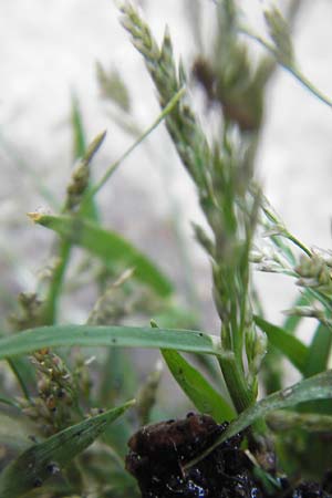 Eragrostis multicaulis \ Vielst&auml;ngeliges Liebesgras, Japanisches Liebesgras / Japanese Love Grass, D Mannheim 17.9.2013