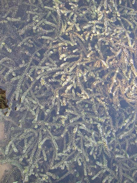 Lagarosiphon major \ Krause Afrikanische Wasserpest, Schmalrohr / African Curly-Leaved Waterweed, D Langen 22.9.2012