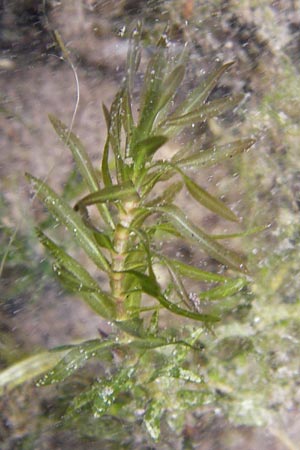 Elodea nuttallii \ Nuttalls Wasserpest / Nuttall's Waterweed, D Groß-Gerau 27.9.2012