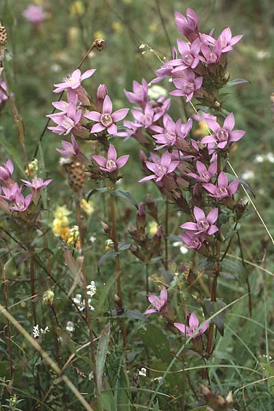 Gentianella germanica \ Deutscher Kranzenzian, Deutscher Enzian / Chiltern Gentian, D Gruibingen 10.9.1987