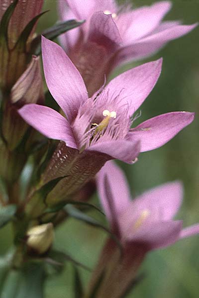 Gentianella germanica \ Deutscher Kranzenzian, Deutscher Enzian / Chiltern Gentian, D Gruibingen 10.9.1987
