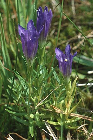Gentiana pneumonanthe \ Lungen-Enzian / Marsh Gentian, D Allgäu, Markt-Oberdorf 8.8.1990