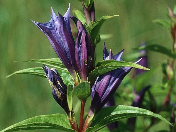 Gentiana asclepiadea \ Schwalbenwurz-Enzian / Willow Gentian, D Allgäu, Kisslegg 11.8.1990
