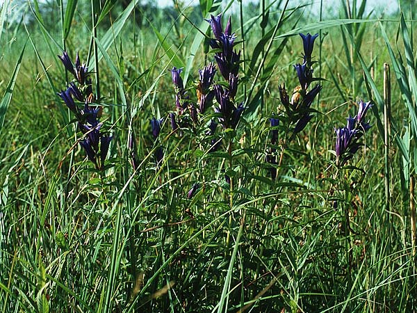 Gentiana asclepiadea \ Schwalbenwurz-Enzian / Willow Gentian, D Allgäu, Kisslegg 11.8.1990