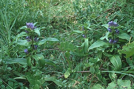 Gentiana cruciata \ Kreuz-Enzian / Cross-Leaved Gentian, D Pforzheim 4.7.1999