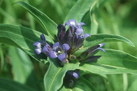Gentiana cruciata \ Kreuz-Enzian / Cross-Leaved Gentian, D Pforzheim 26.6.2004